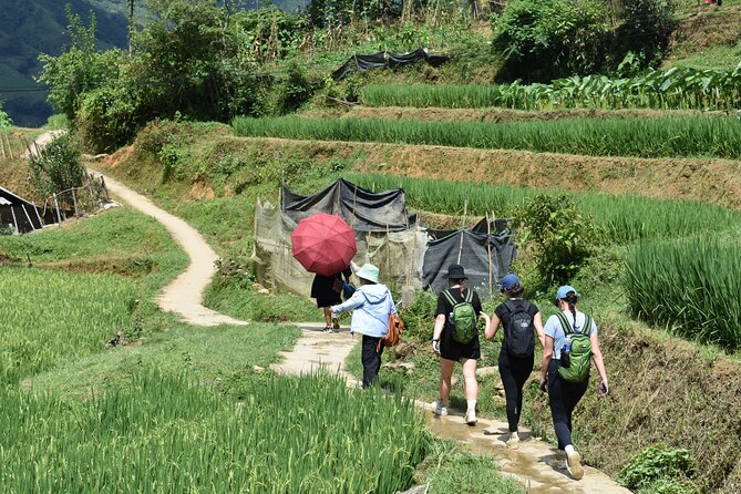 1-Day Private Trekking in Sapa through Terraces Rice Fields - Stop 2: The Lao Chai Trail Through Rice Ribbons