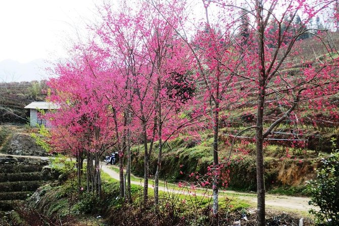 2 Days Sapa Trekking In Cat Cat And Ta Van Village From Hanoi - Who this 2-day trek is for (and who should skip it)