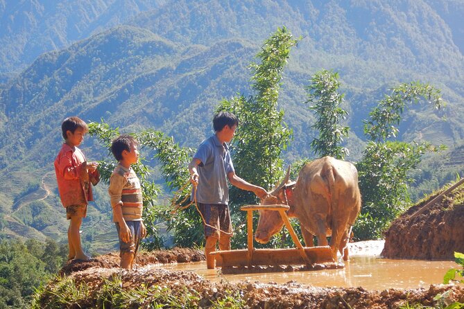 2D1N Buffalo trek by Hmong Sister House and Trekking - Why a buffalo-house night in Sapa feels different than a normal homestay
