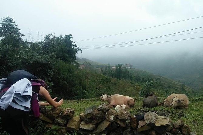 3-Day Trek in Amazing Muong Hoa Valley & ethnic Homestay - Timing, group size, and how the day transitions work