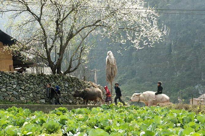 3 Days Sapa Tour with Night Train from Hanoi - The One Trade-Off: A Shorter Second Day Stroll