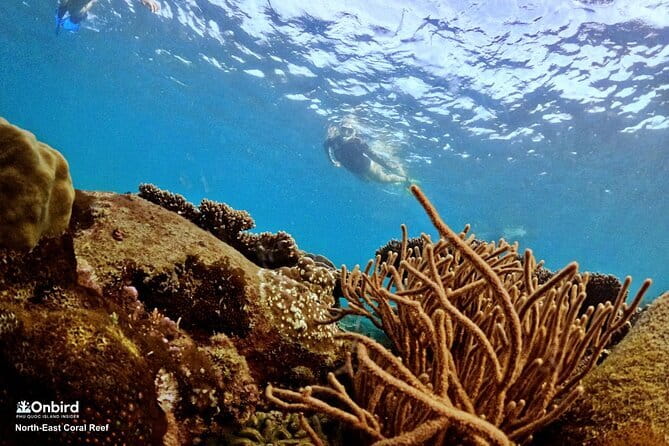 4 Islands & 2 Reefs - Discovery Snorkeling & Relaxing (MAX 12) - Timing that shifts with conditions: morning or afternoon departures