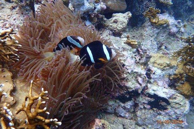 Amazing Snorkeling at Mun Island ( Group Tour ) - What this $29 day really covers (and why that matters)