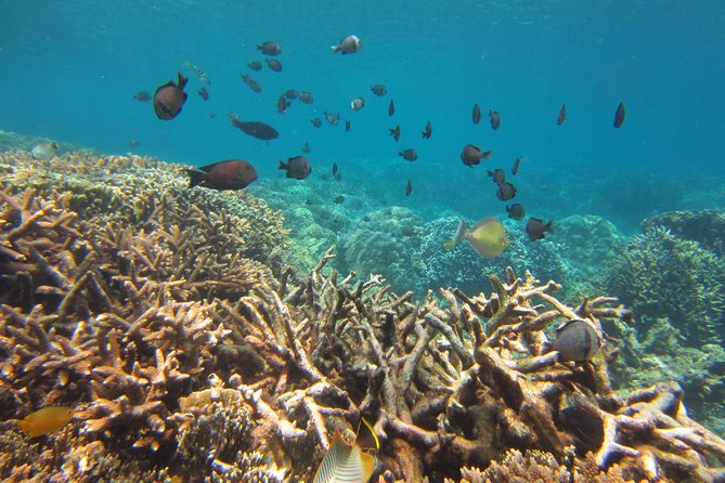 Amazing Snorkeling at Mun Island ( Group Tour ) - Mot Island: second chance snorkeling, lunch, and a real break on the boat