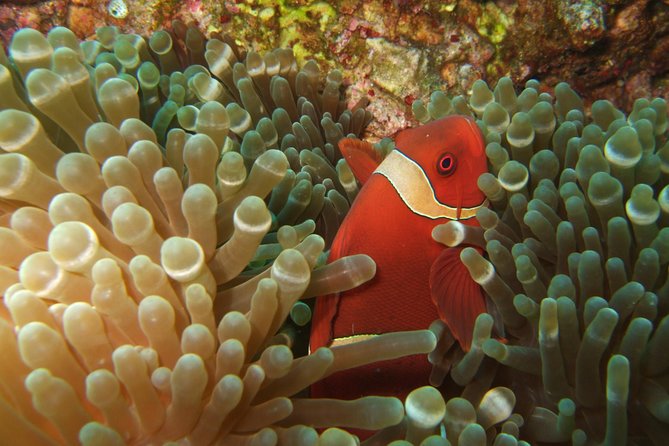 Amazing Snorkeling at Mun Island ( Group Tour ) - Crowds, water clarity, and litter: the real-world factors you can’t control