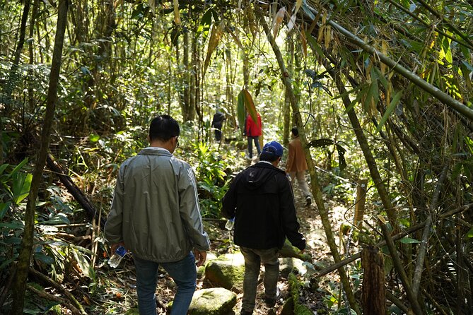 Bach Ma National Park trekking daily tour from Da Nang, Hoi An - Transport, timing, and group vibe: what the day feels like