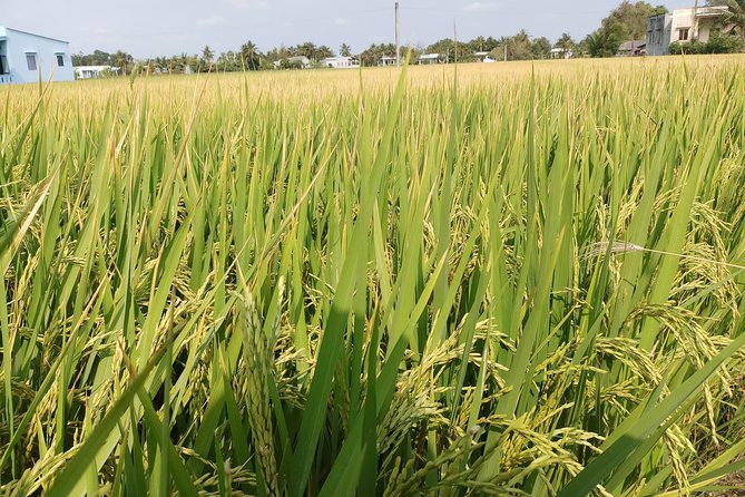 Best Private Tour Cu Chi Tunnels and Mekong Delta Full Day - Lunch, local stops, and what’s included in the real-world value