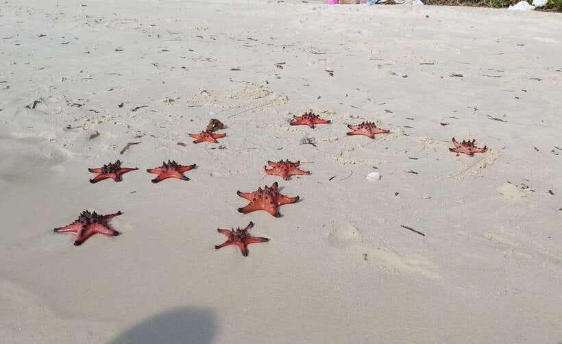Best Seller Northern Phu Quoc & Kayak Aventure with lunch - Starfish Beach: why it’s a standout stop