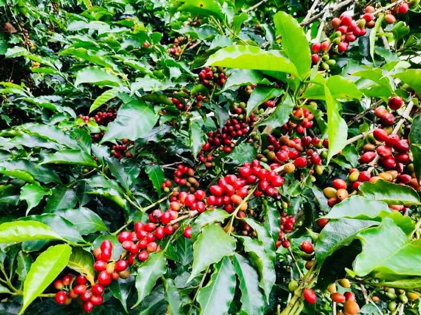 Buon Ma Thuot: Bean to Brew Coffee Farm Tour with Tasting - Organic vs conventional farming: what changes on the farm