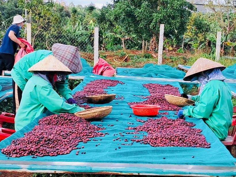 Buon Ma Thuot: Bean to Brew Coffee Farm Tour with Tasting - How harvesting and processing work for Robusta and Arabica