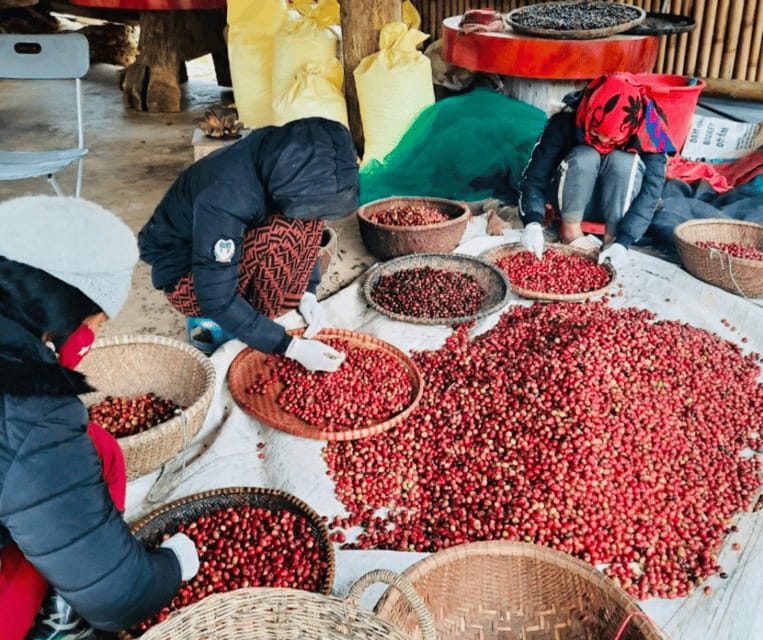 Buon Ma Thuot: Bean to Brew Coffee Farm Tour with Tasting - The tasting: black or milk coffee, machine or filter
