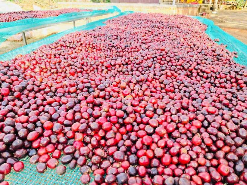 Buon Ma Thuot: Bean to Brew Coffee Farm Tour with Tasting - Who this tour is perfect for (and who should rethink it)