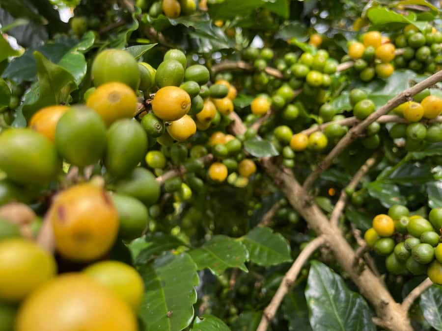 Buon Ma Thuot: Coffee Farm Tour (Bean to Brew) with Pickup - Key moments I’d prioritize