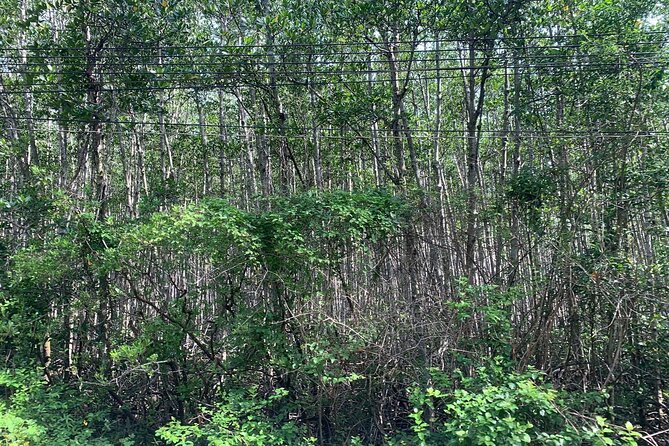 Can Gio Mangroves - Monkey Island by Motorbike and Scooter - Price and logistics: is $65 worth your time?