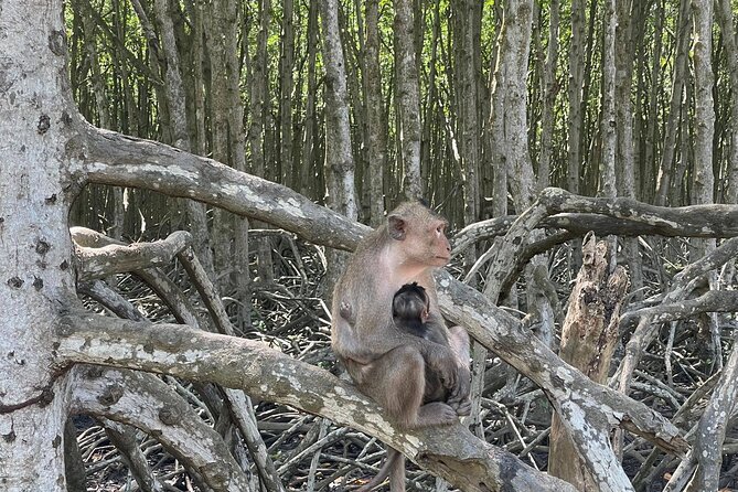 Can Gio Mangroves - Monkey Island by Motorbike and Scooter - Monkey Island: monkeys up close and the Vietnam War story