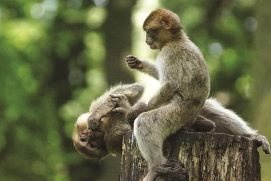 Can Gio: Monkey Island, Guerilla Camp, Mangrove Forest - Who This Tour Suits Best
