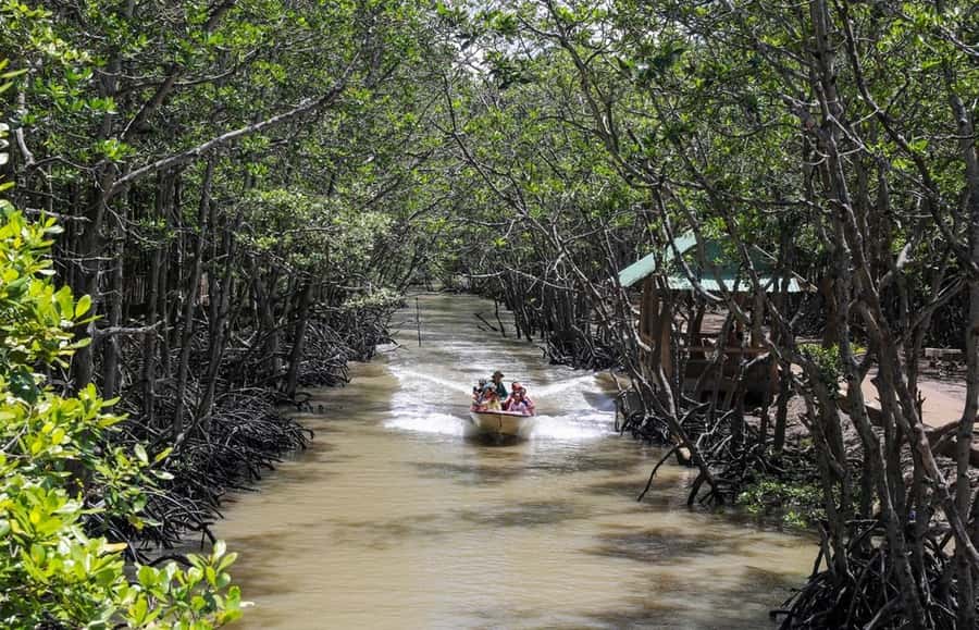Can Gio: Monkey Island, Guerilla Camp, Mangrove Forest - Can Gio Monkey Park: Up Close With a Thousand Plus Neighbors
