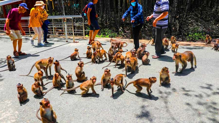 Can Gio: Monkey Island, Guerilla Camp, Mangrove Forest - What to Bring for Monkey Encounters, Sun, and Bugs
