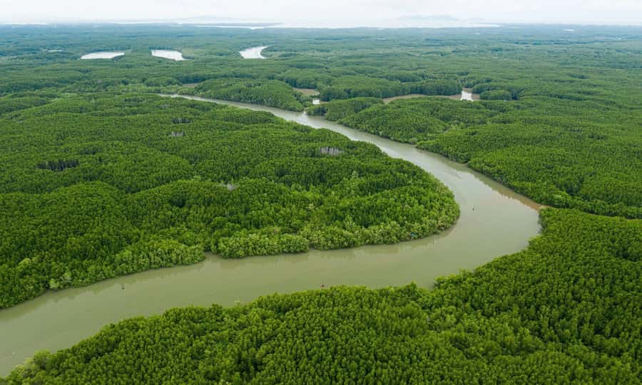 Can Gio: Monkey Island, Guerilla Camp, Mangrove Forest - Tour Timing Reality: Tides Can Change the Plan