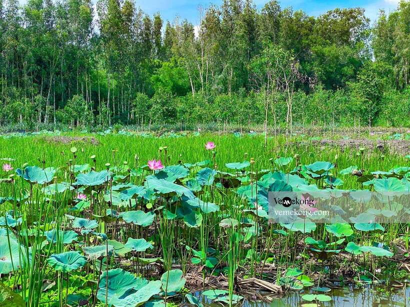 Can Tho: Lung Ngoc Hoang Forest Nature Reserve Half-Day Tour - The 25-meter observation tower and seasonal rice fields
