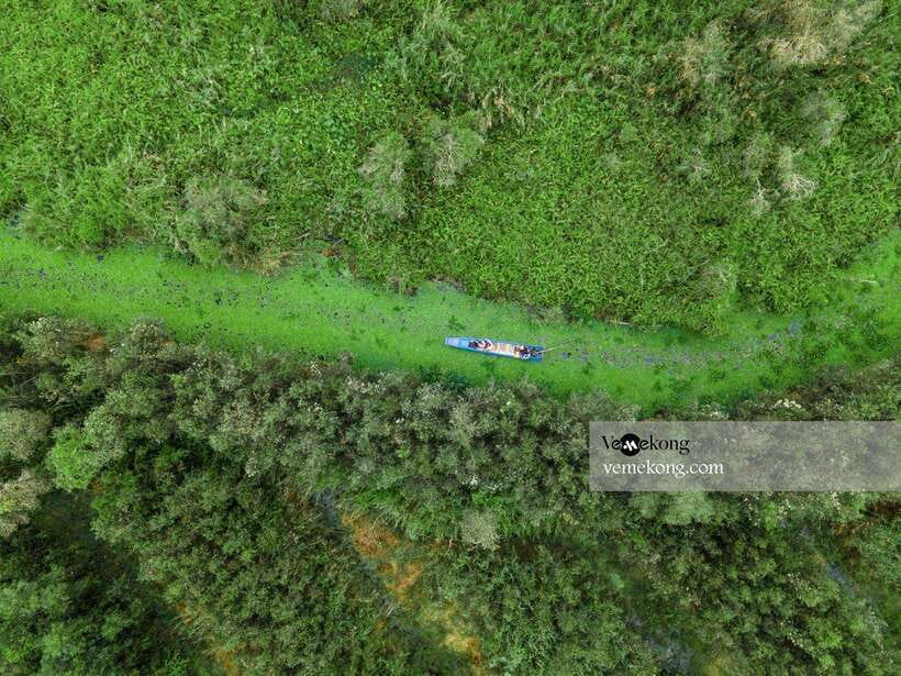 Can Tho: Lung Ngoc Hoang Forest Nature Reserve Half-Day Tour - The giant ficus microcarpa: a heritage tree with wartime stories