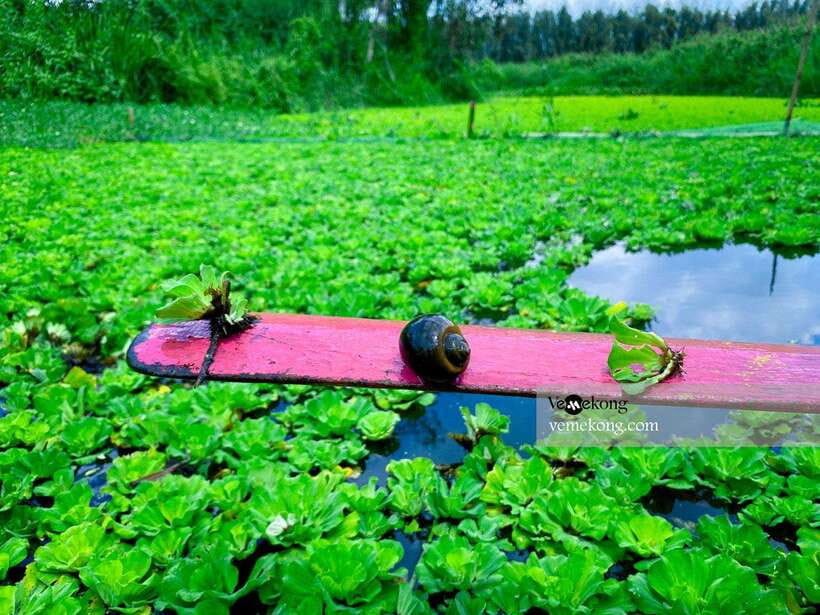 Can Tho: Lung Ngoc Hoang Forest Nature Reserve Half-Day Tour - Lung Ngoc Hoang wetland reserve: what makes it special