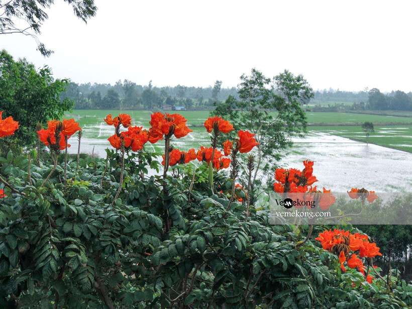 Can Tho: Lung Ngoc Hoang Nature Reserve & Forest Tour - Price and timing: is $47 good value?