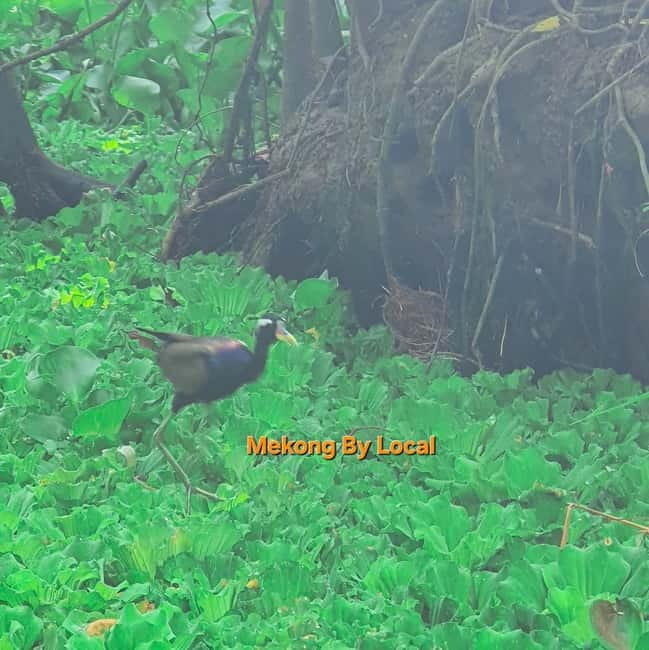 Can Tho: Wild Mekong Wonders Tour for Nature Lovers - What $43 buys you in real comfort and value