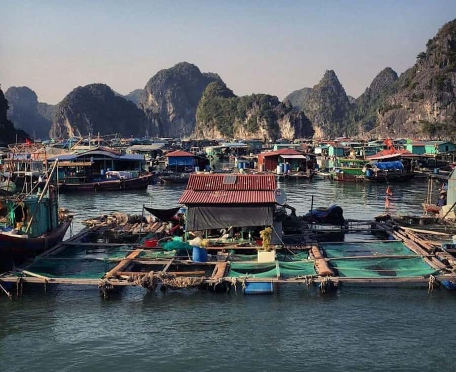 Cat Ba : Lan Ha Bay Bioluminescent Plankton Kayak Boat Tour - Price and value: is $36 a good deal here