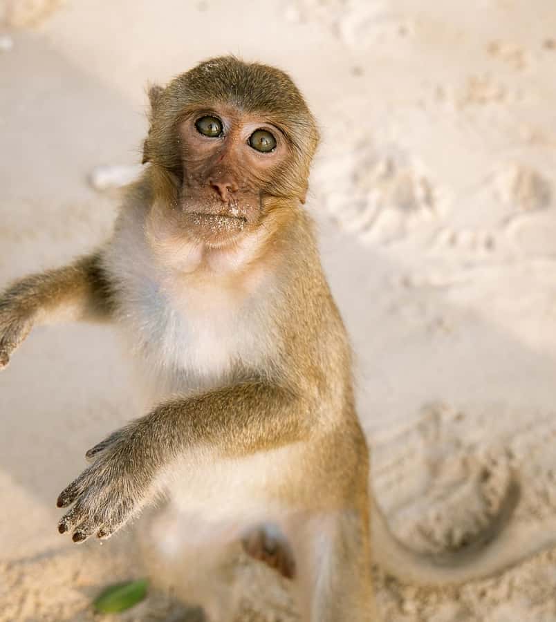 Cat Ba: Lan Ha & Ha Long Bay Kayak & Snorkel Boat Tour - Cruising and kayaking through Lan Ha Bay’s caves and rock arches