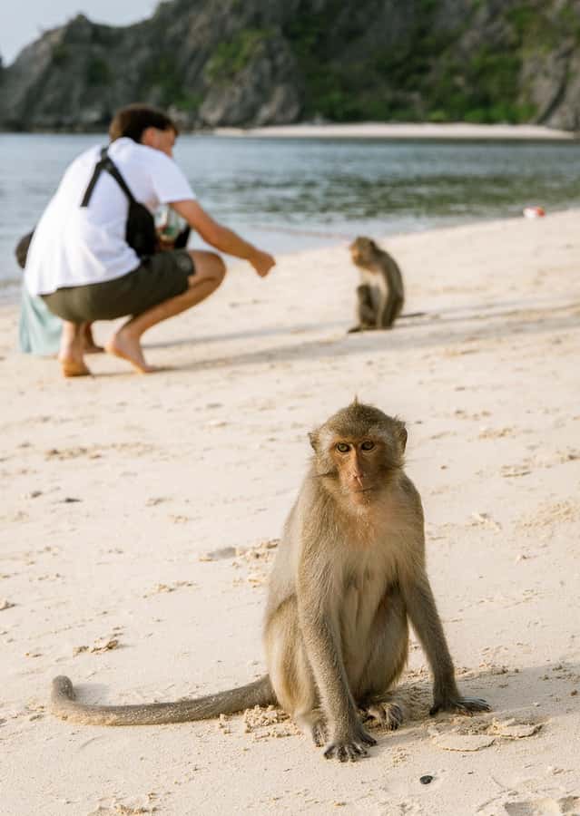 Cat Ba: Lan Ha & Ha Long Bay Kayak & Snorkel Boat Tour - Guides make or break it: what the best operators do on this route