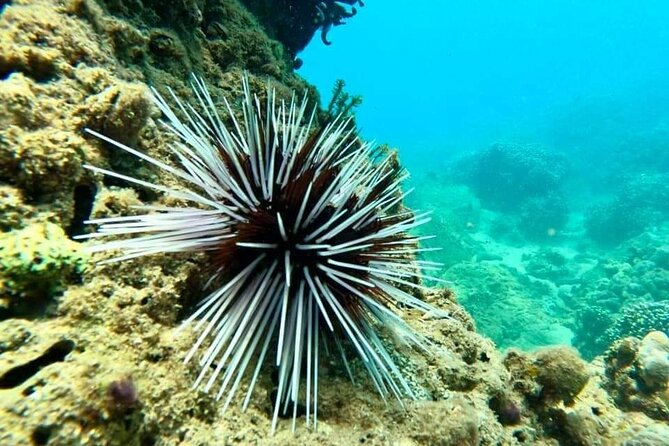 Cham Island Snorkeling Daily Group Tour, Sunbathing, nice beaches - Vietnamese seafood lunch: the part you’ll remember later