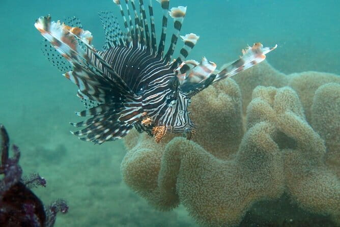 Cham Island Snorkeling Private Tour (Only Snorkeling & Beach) - Key things I’d circle before you book