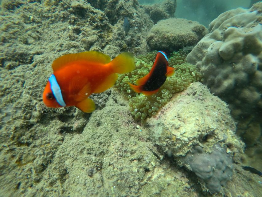 Cham Island: Underwater Walking & Snorkeling Tour - Should you book? My honest take