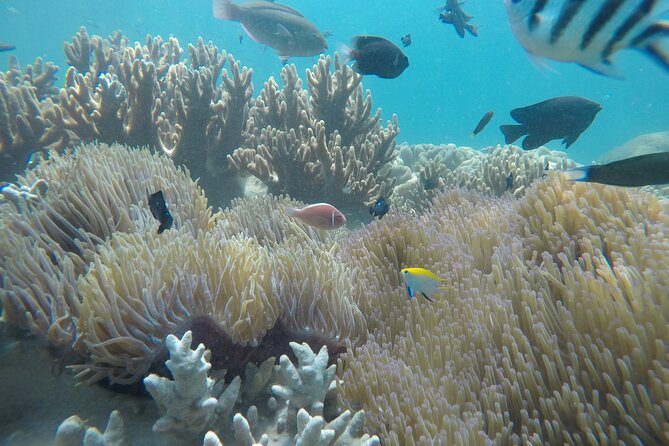 Cham Islands Snorkeling Tour by SpeedBoat from Da Nang - Snorkeling at Cham Islands: What to Expect Under the Surface
