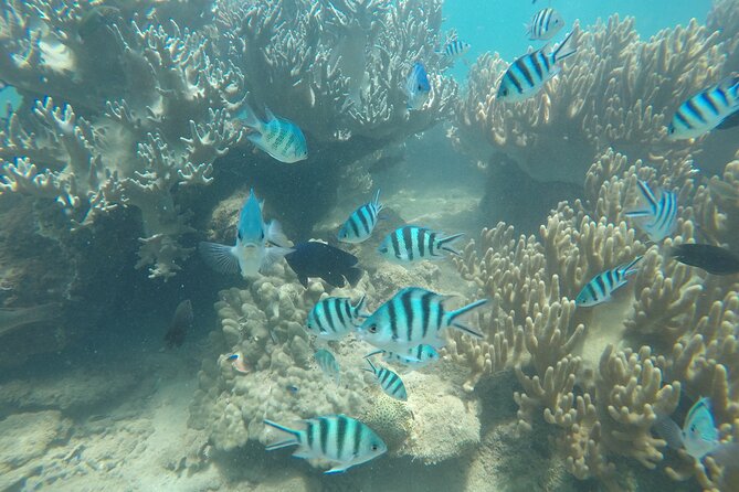 Cham Islands Snorkeling Tour by SpeedBoat from Da Nang - Price and Value: Is $53 Worth It?