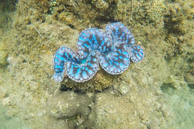 Cham Islands Snorkeling Tour by Wooden Boat from Hoi An - Return trip around 2:30 and back to Hoi An/Da Nang