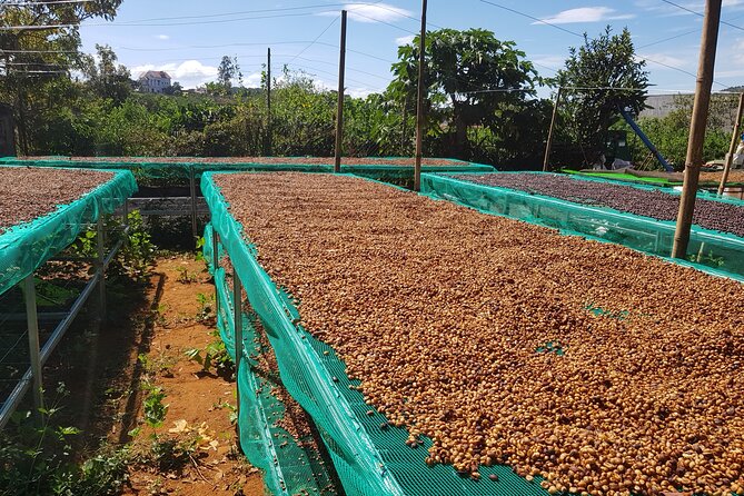 Coffee & Culture Experience _From Farm to Cup by Elon Farm - Price and Value: What $33.57 Gets You Here