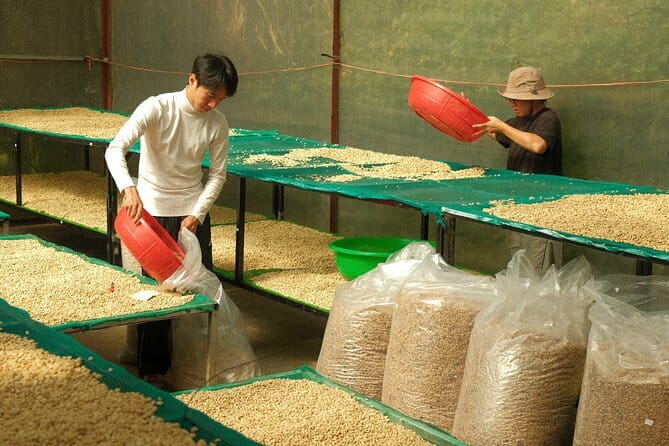 Coffee Farm Tour with Roasting & Tasting Workshop - Da Lat - Price and logistics: why $9.89 can make sense