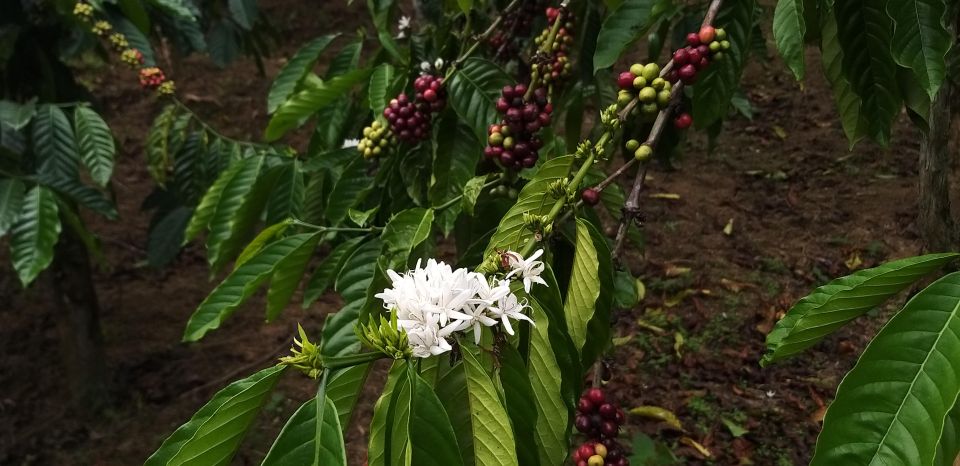 Coffee - Wine - Tea Da Lat's Agricultural Treasures Tour - Should you book this Da Lat agricultural treasures tour?