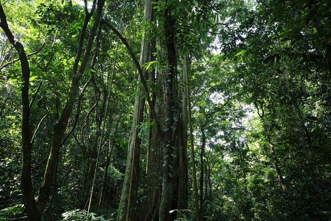 Cuc Phuong National Park Private Day Tour: Trekking & Primates - Cave of Prehistoric Man: limestone steps, 1966 excavation, and human traces