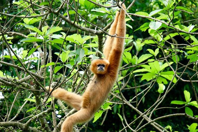 Cuc Phuong National Park Private Day Tour: Trekking & Primates - Timing the day: when you’re done and when you’ll be back