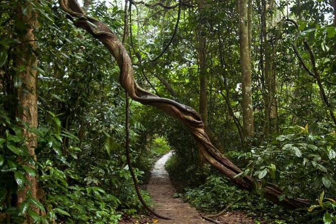 Cuc Phuong National Park Private Day Tour: Trekking & Primates - What’s included vs not: the money details that affect your total
