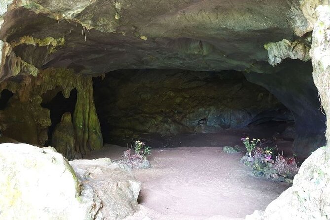 Cuc Phuong National Park Private Day Tour: Trekking & Primates - Thousand-Year Old Tree and lunch in the jungle core: what to expect