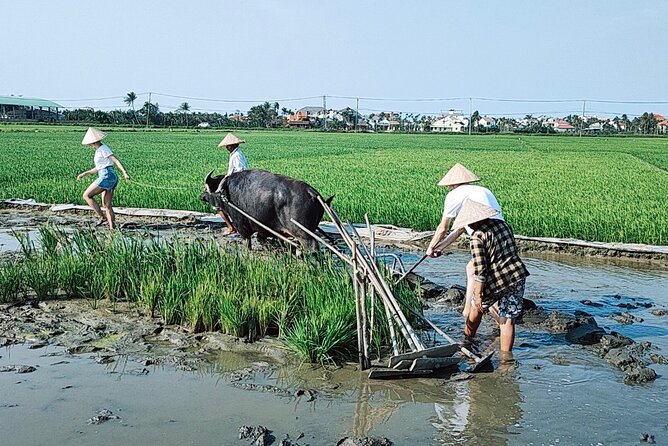 Cycling, Buffalo, Basket Boat ride in Hoi An - Logistics that affect comfort: weather, time, and pacing