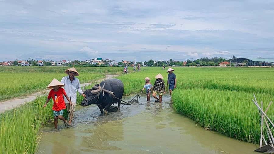 Cycling, Water Buffalo Riding, Traditional Farming Life - Key things that make this tour worth your time