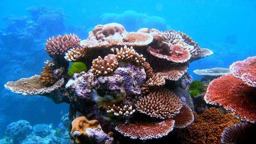 Da Nang/Hoi An:Explore Cham Island and Snorkeling tour 1 Day - Key things to know before you go