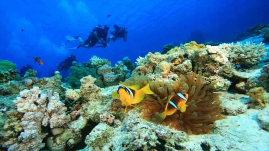 Da Nang/Hoi An:Explore Cham Island and Snorkeling tour 1 Day - Why Cù Lao Chàm feels different from the mainland