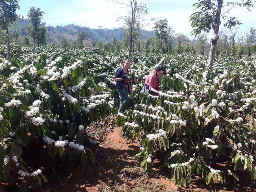 Dalat Countryside Motorbike Day Tour–Coffee Farms & Pagodas - Coffee farms and weasel coffee: the smell test you can’t skip