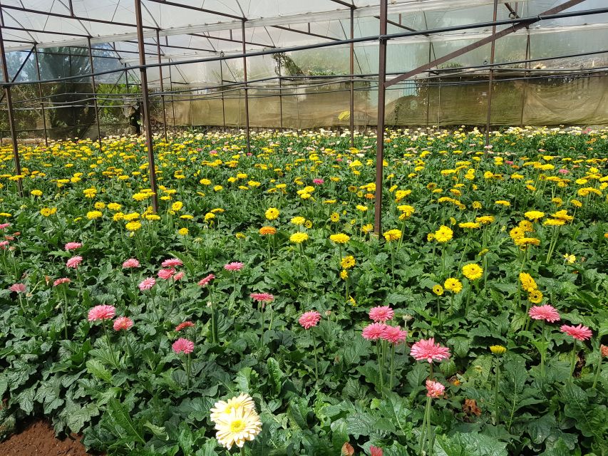 Dalat: Countryside Tour with Silk Village & Elephant Falls - Price and Timing: How the 7.5 to 8 Hours Really Feel